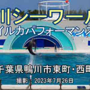 画像 鴨川 シーワールドイルカパフォーマンス 4K Kamogawa Sea WorldDolphin Performance =