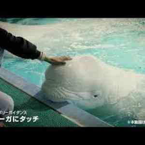 画像 鴨川 シーワールド Kamogawa Sea World official YouTube