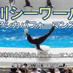 画像 鴨川 シーワールドアシカパフォーマンス 4K Kamogawa Sea WorldSea Lion Performance =